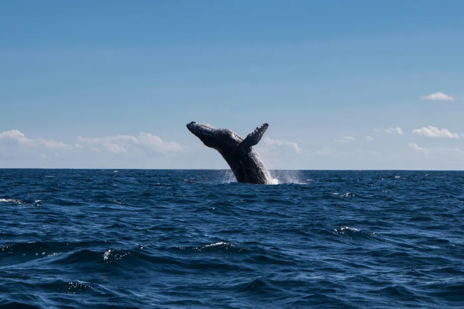 Humpback whale leaping out of the sea with spray around it